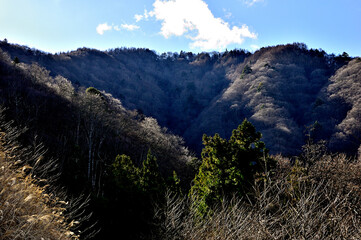 道志山塊の御正体山　細野鹿留林道（菅野林道終点付近）御正体山登山口より峰宮跡展望台方向を望む
