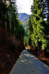 道志山塊の御正体山　杉林を通る林道
