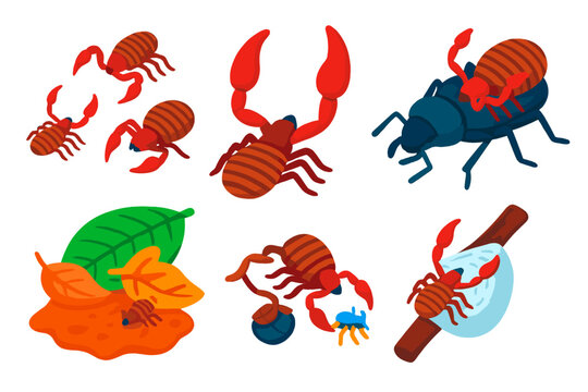 Pseudoscorpions Illustrated. Isometric vector illustration set Pseudoscorpions: tiny pseudoscorpions, venomous pincers, phoretic