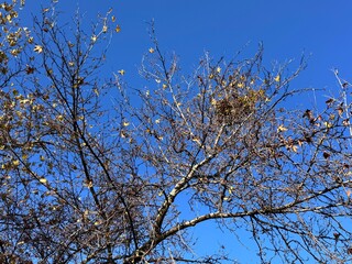 Leafless deciduous tree branches against clear blue sky in autumn, with sparse yellow leaves and a visible bird nest, natural seasonal landscape and wildlife habitat.
