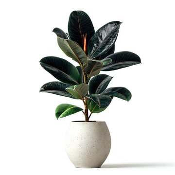 Rubber plant with glossy dark green leaves in modern ceramic pot isolated on white background for home decor and interior design projects.
