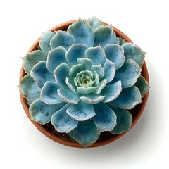 Obraz premium Blue-green succulent plant in terracotta pot isolated on white background for home decor and gardening projects.