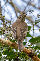 Mistle Thrush (Turdus viscivorus) - Common in parks woods and gardens across Europe