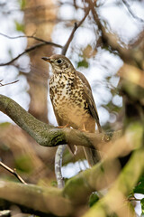 Mistle Thrush (Turdus viscivorus) - Common in parks woods and gardens across Europe