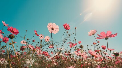 Vibrant cosmos blooming under clear sky