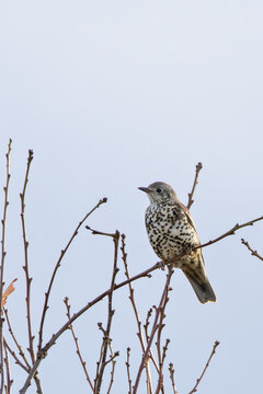 Mistle Thrush (Turdus viscivorus) - Common in parks woods and gardens across Europe