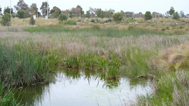 A shallow waterway of Davis Creek flowing through suburban Melbourne, in Tarneit, Australia, bordered by dense wetland reeds and native grasses, some car traffic on road in the distance. 