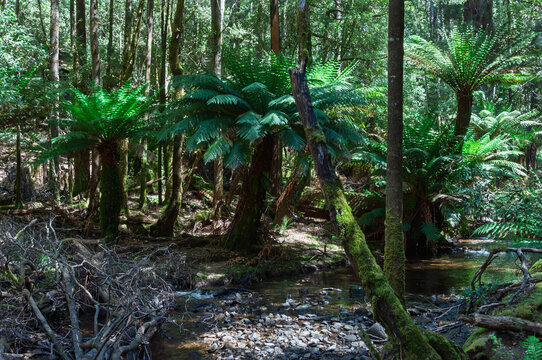 Tasmanian rainforest scene with lush tree ferns, dense woodland and flowing freshwater stream. Suitable for ecotourism promotion, environmental reports, outdoor branding and conservation visuals.
