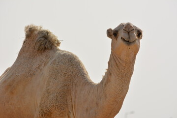 Portrait of a gentle white camel behind the out-of-focus fence in a desert farm