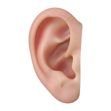 Human Ear Anatomy Closeup isolated PNG with Transparent Background