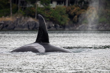 Killer whale swimming with forest house 