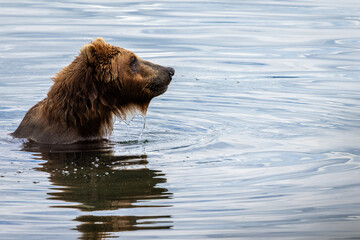 Brown Bear swimming in the water