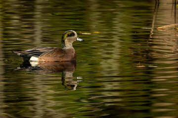 Brown American widgeon duck waterfowl on lake