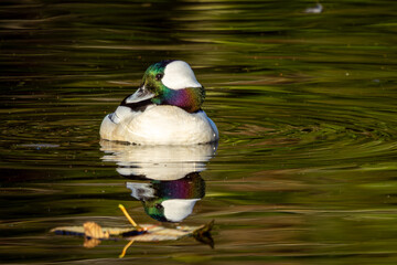 Bufflehead duck waterfowl on a pond