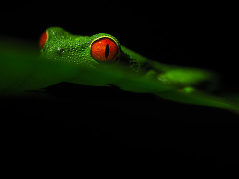 Extreme Close-up of the Head and Bright Red Eyes of a Red-Eyed Tree Frog (Agalychnis callidryas) Peeking Out from Behind a Dark Green Leaf Against a Black Background