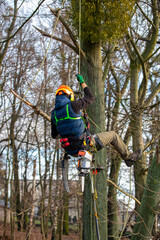 A man in a helmet and with a backpack climbs a tree to cut down mistletoe.