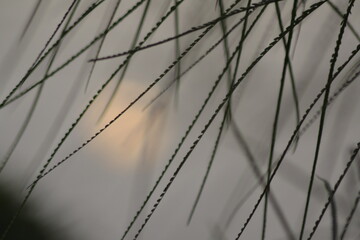 Butterfly Pea behind the leaves.