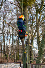 A man in a helmet and with a backpack climbs a tree to cut down mistletoe.