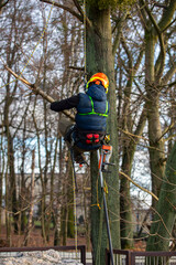 A man in a helmet and with a backpack climbs a tree to cut down mistletoe.