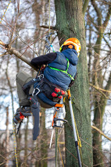 A man in a helmet and with a backpack climbs a tree to cut down mistletoe.