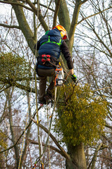 A man in a helmet and with a backpack climbs a tree to cut down mistletoe.