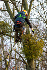A man in a helmet and with a backpack climbs a tree to cut down mistletoe.