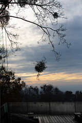 A man in a helmet and with a backpack climbs a tree to cut down mistletoe.