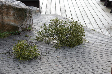 A man in a helmet and with a backpack climbs a tree to cut down mistletoe.