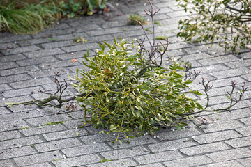A man in a helmet and with a backpack climbs a tree to cut down mistletoe.
