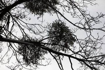 A man in a helmet and with a backpack climbs a tree to cut down mistletoe.