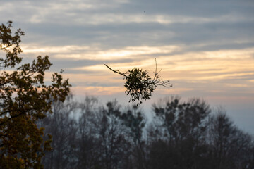 A man in a helmet and with a backpack climbs a tree to cut down mistletoe.