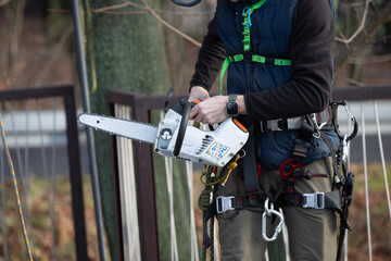 A man in a helmet and with a backpack climbs a tree to cut down mistletoe.