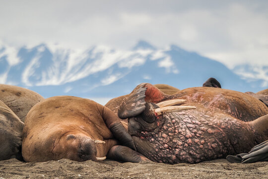 Resting Atlantic Walruses with White Tundra Mountains in Background on the Svalbard Coastline