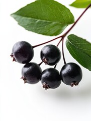 chokeberry isolated on white background