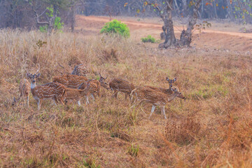 Chital (Axis axis)