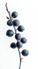 chokeberry isolated on white background