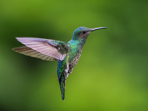 Close-up of a Hummingbird Hovering in Mid-Air with Wings Blurring, Against a Smooth, Vibrant Green Bokeh Background (Ecuador or Costa Rica)