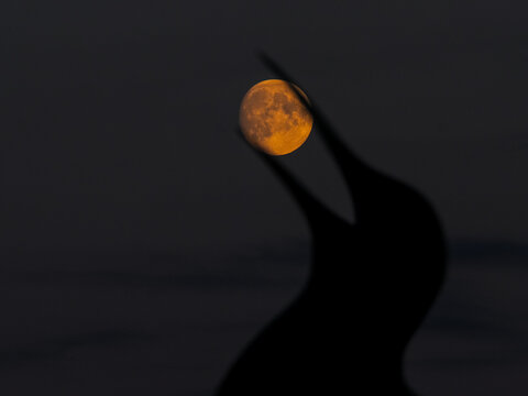 Close-up of an Orange or Harvest Moon Partially Obscured by a Dark, Abstract Silhouette (Likely the Head or Beak of a Cormorant or other Bird)