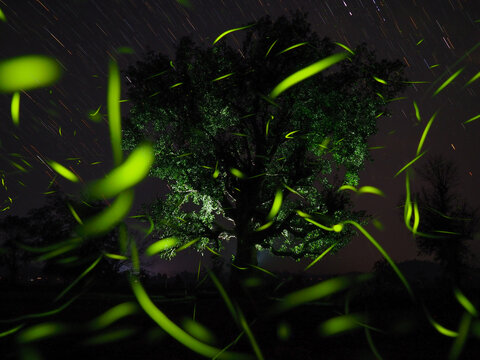 Magical long exposure of fireflies dancing around a lone tree at night, creating glowing green light trails under a starry sky.