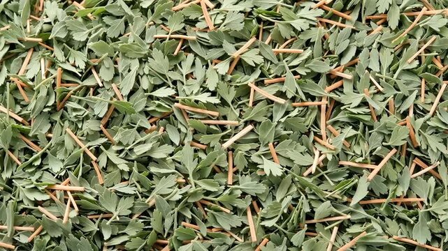 Overhead full frame close up of a pile of dried green lovage leaves and thin brown stems