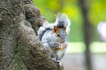 Squirrel on a tree eating a peanut 