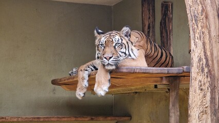 Tiger in zoo panthera tigris
large feline predator