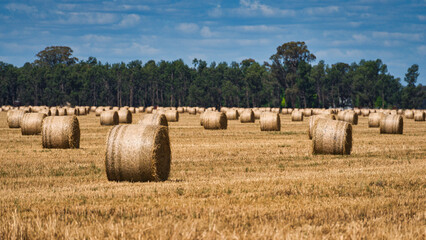 Straw bales left in rows after recent crop harvest