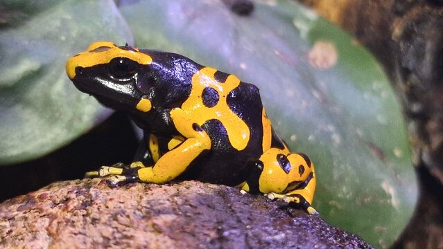 dendrobates leucomelas The yellow-banded poison dart frog