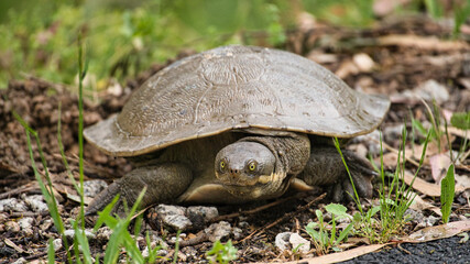 Eastern long-necked turtle walking across rocky ground