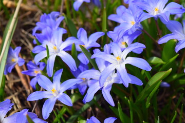 Scilla Luciliae blue flowers close up