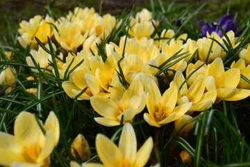 Obraz premium Cream beauty crocus flowers close up