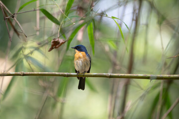 Vibrant Male Tickell's blue flycatcher perch in a lush green tropical forest. The background is well blurred with bokeh and tree branches.