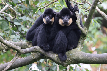 Fototapeta premium Yellow-cheeked gibbon (Nomascus gabriellae), also called the golden-cheeked gibbon on tree branch