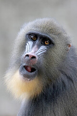 close up view of an adult mandrill (Mandrillus sphinx)